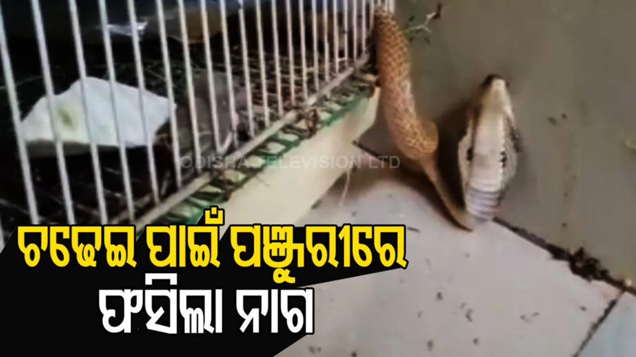 Snake Rescued From Bird's Cage