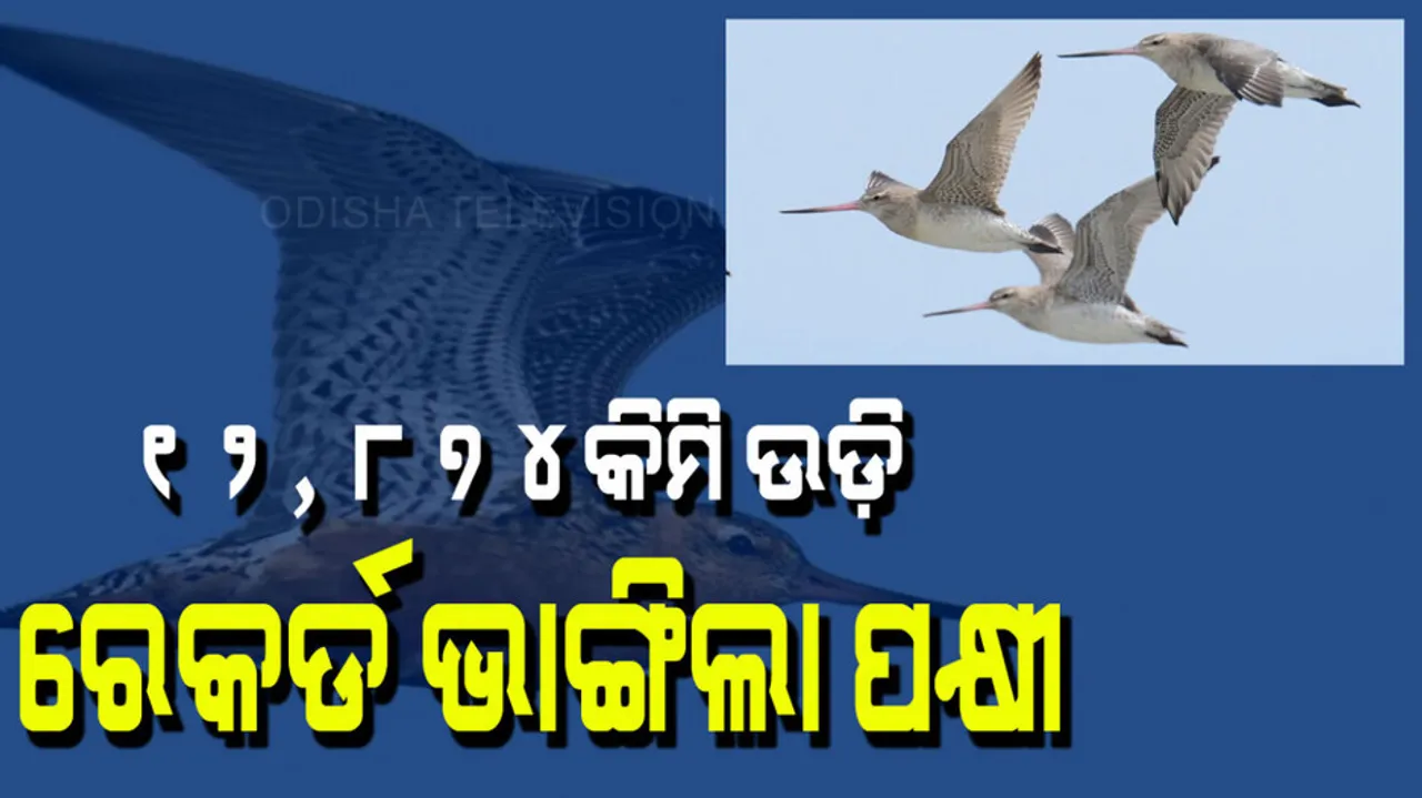 The bird made a record by flying non stop