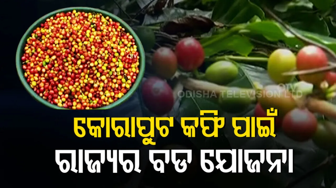 Big Plans For Koraput Coffee