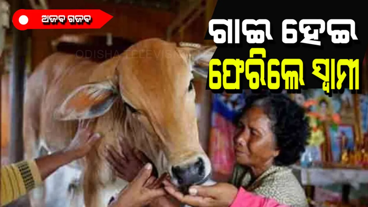 Woman marry cow thinks her to be reincarnation of dead husband