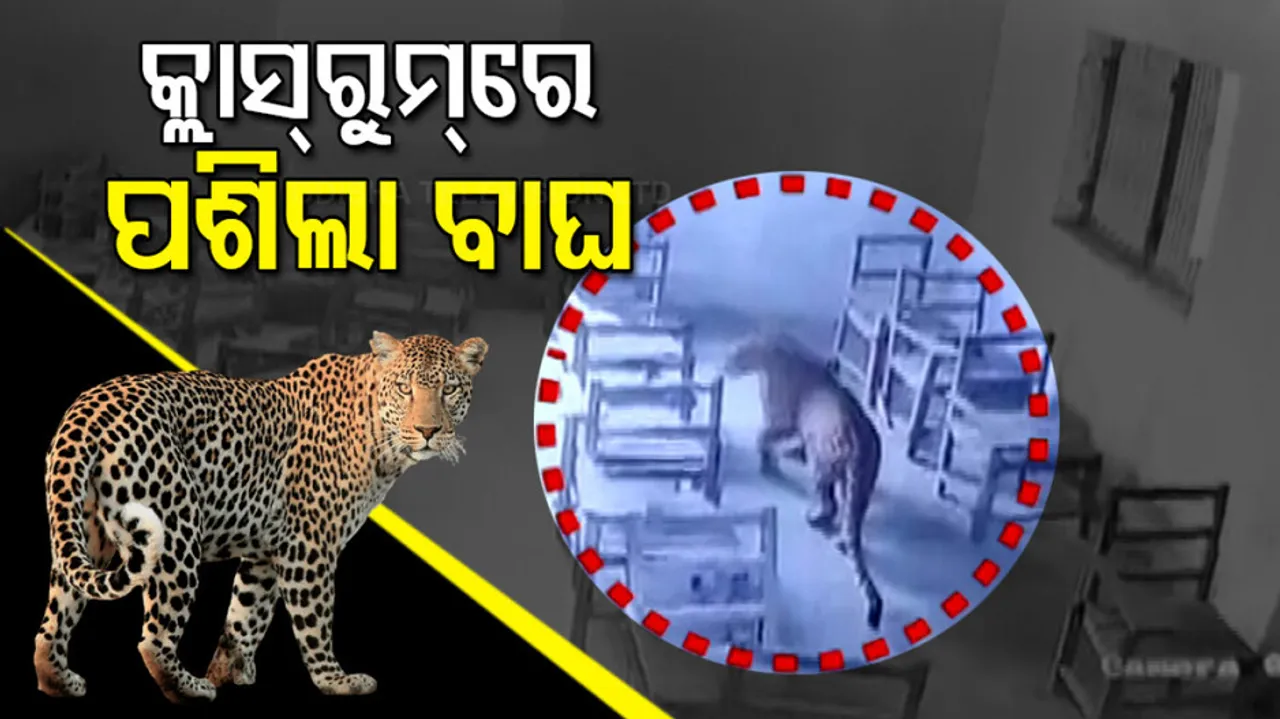 Leopard In Classroom