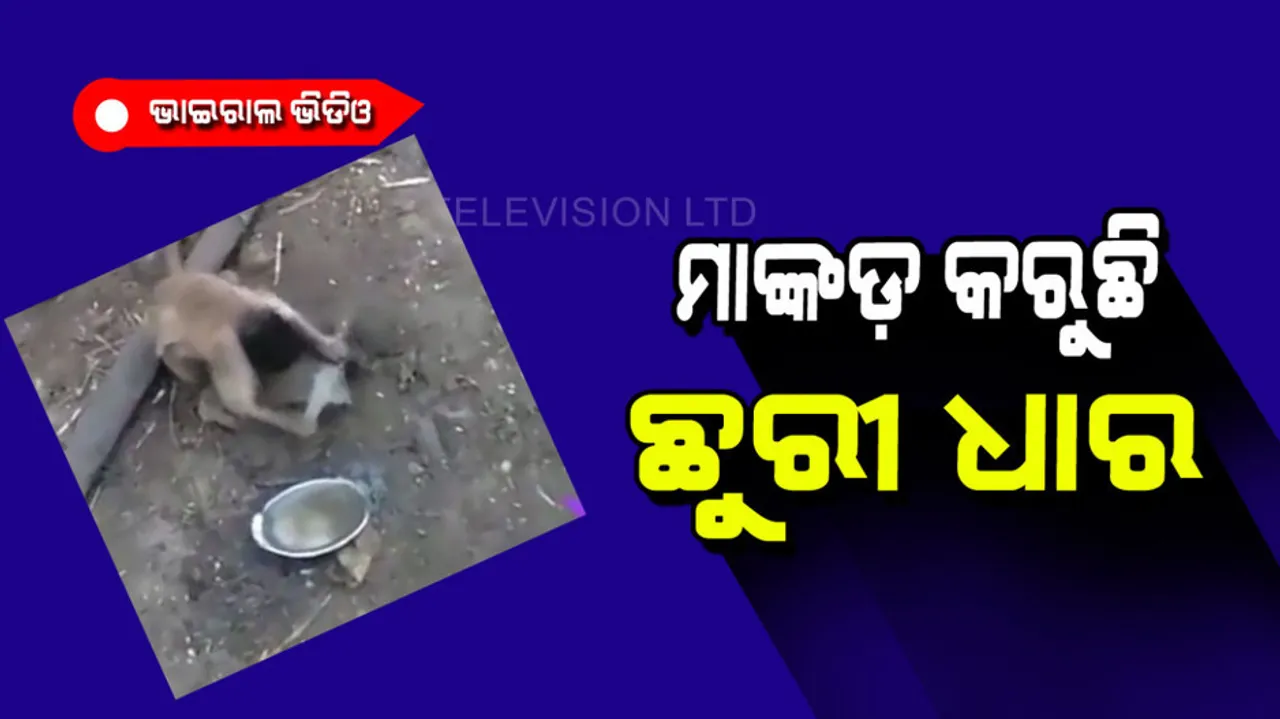 Monkey sharpening big knife