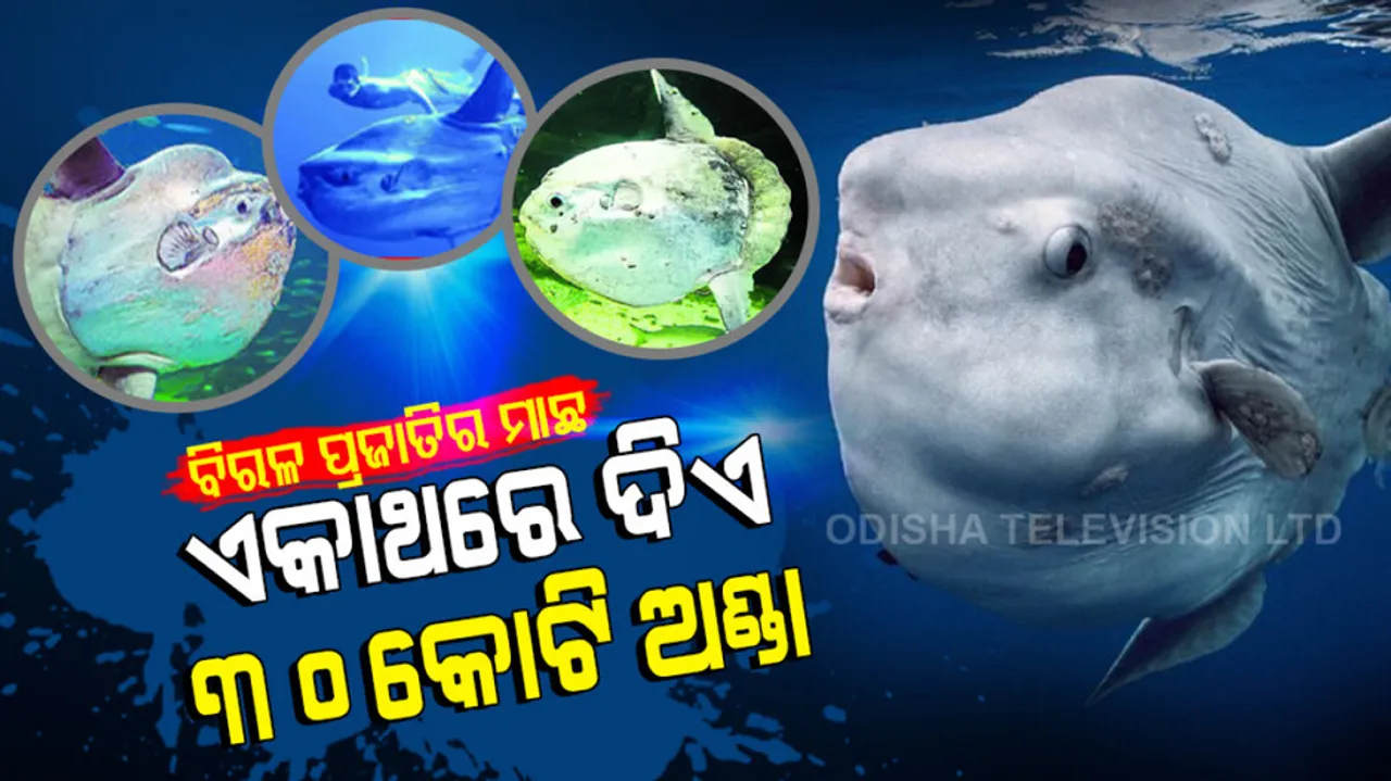 america giant sunfish spotted in laguna beach california lays 300 million eggs at a time