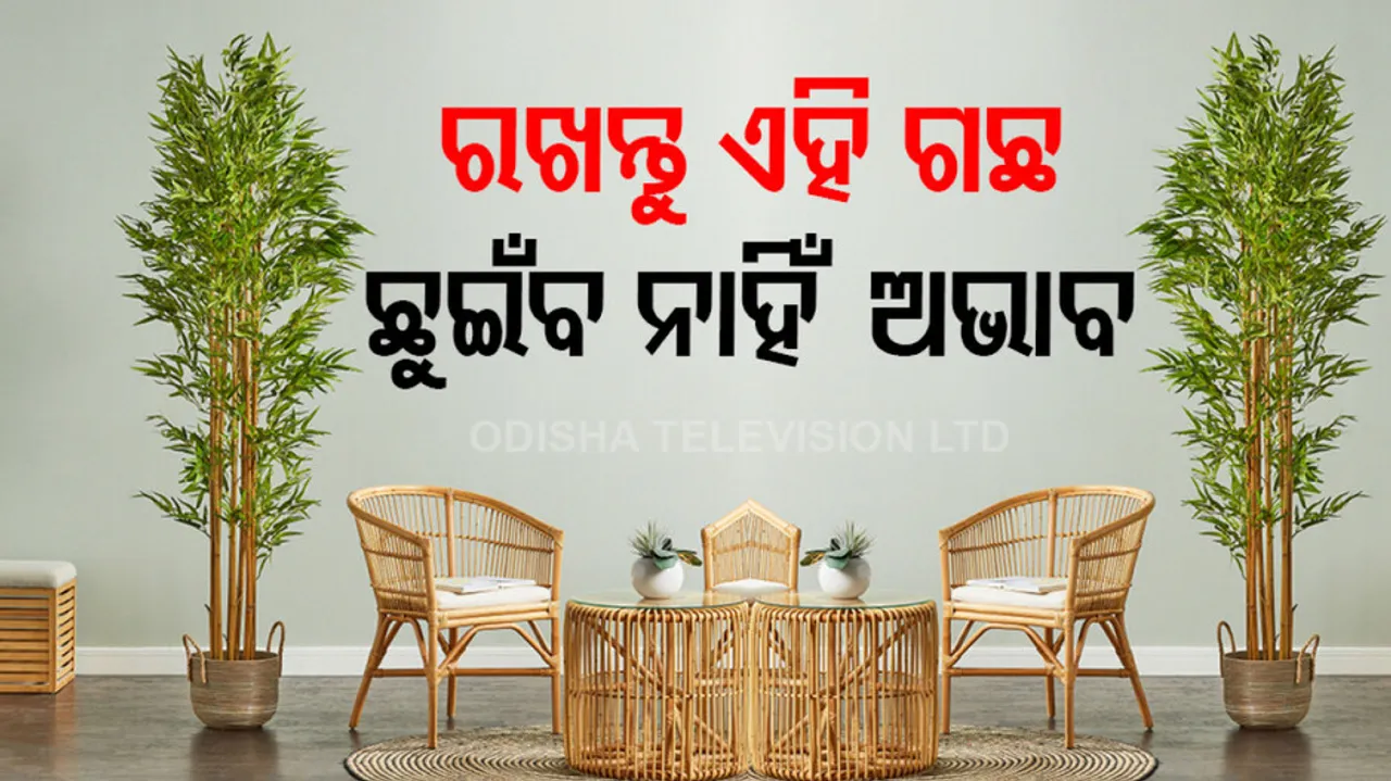 bamboo tree for home