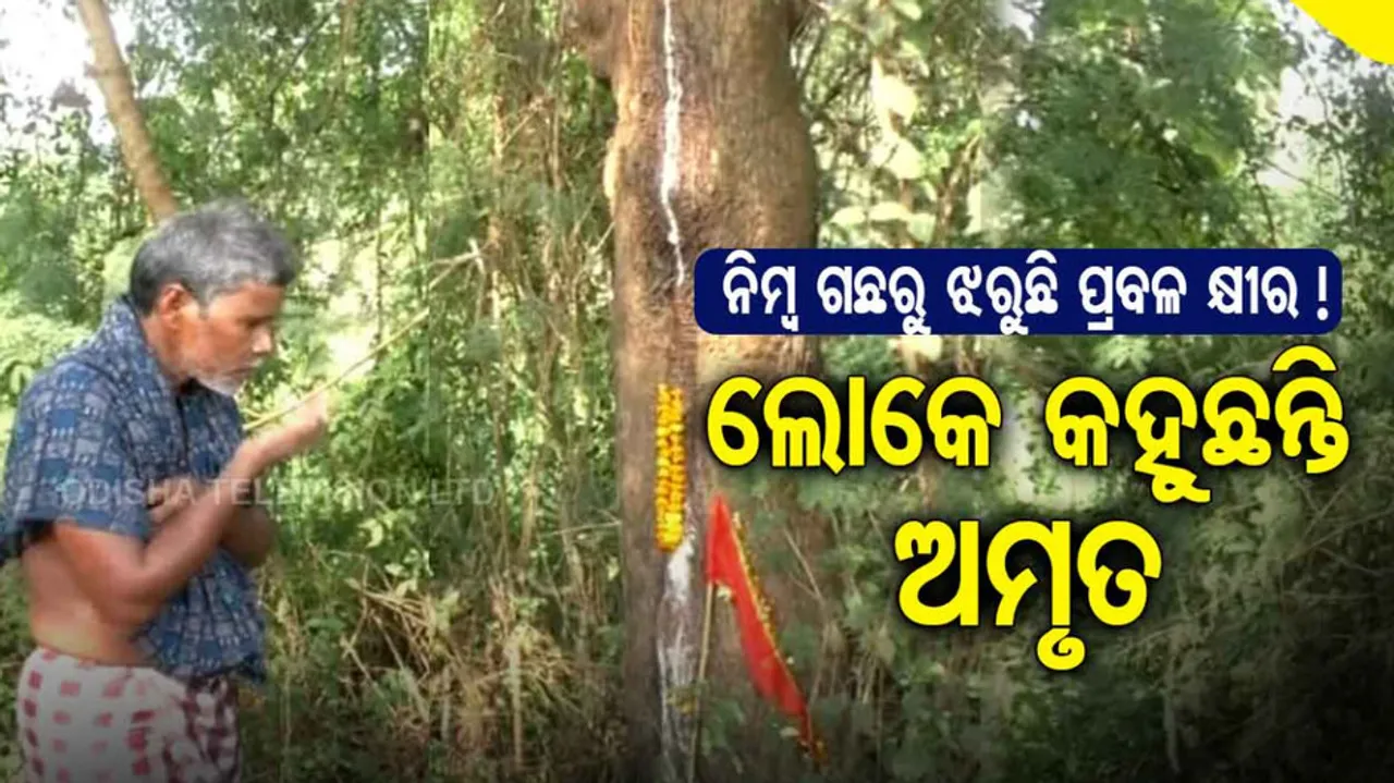 People Crowd To Worship 'Miracle' Neem Tree 