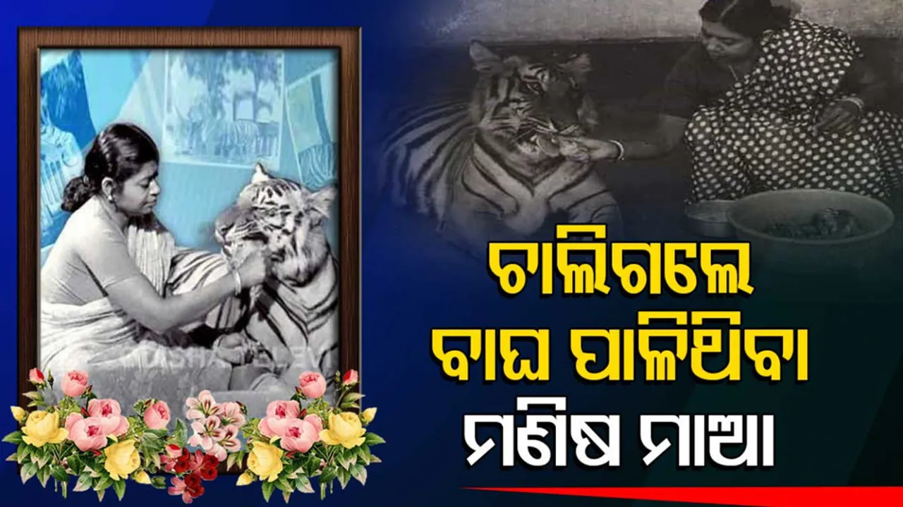 tigers foster mother 