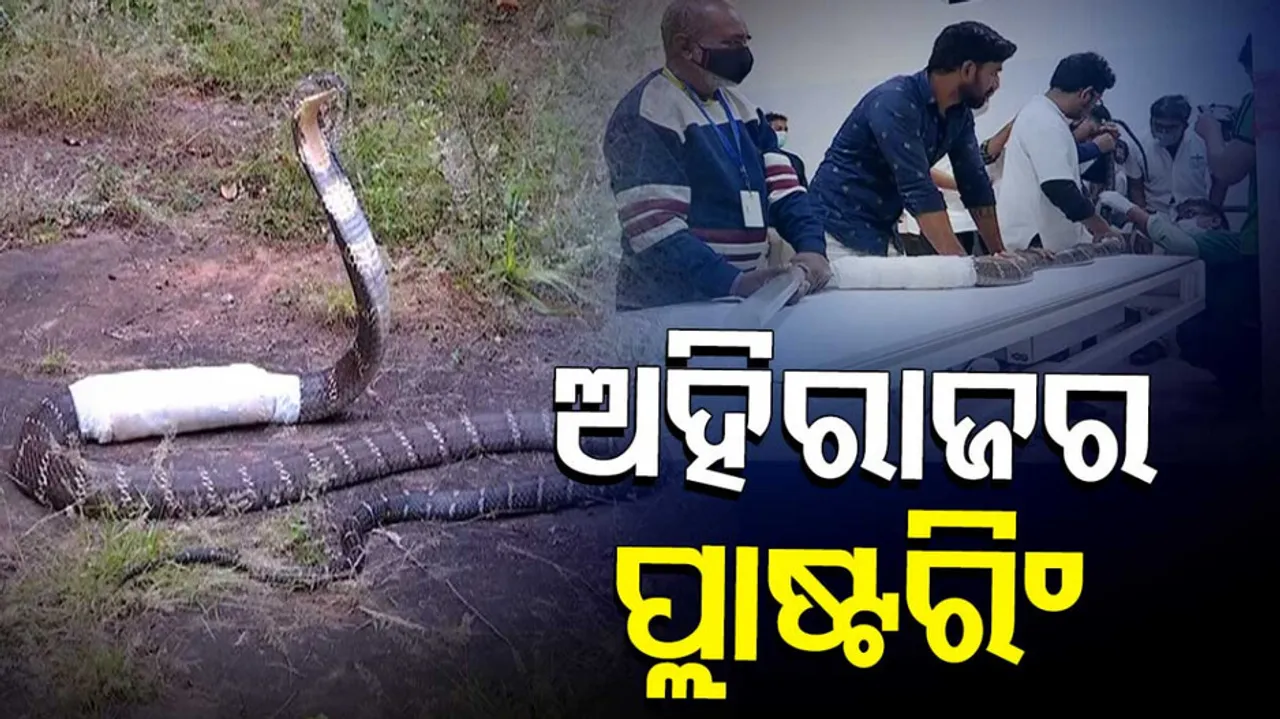 12-ft long king cobra gets new lease of life 