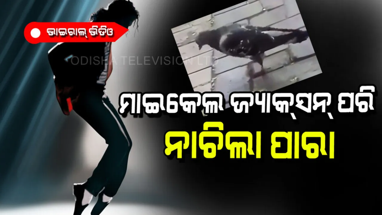 Dove moonwalk like Michael Jackson