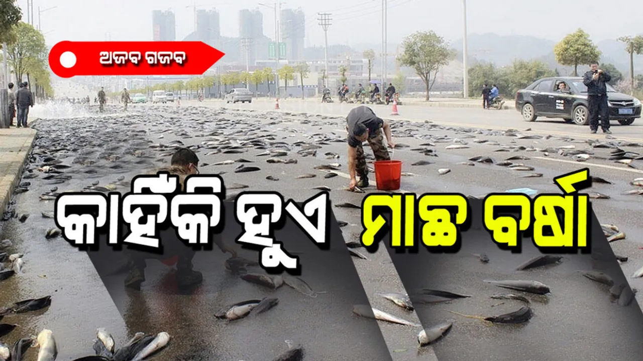 Dead aquatic animals raining on ground