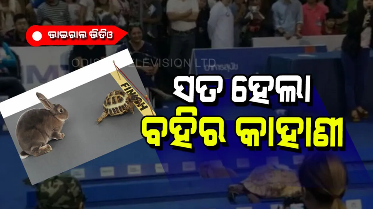 Childhood story came true rabbit and turtle race went viral