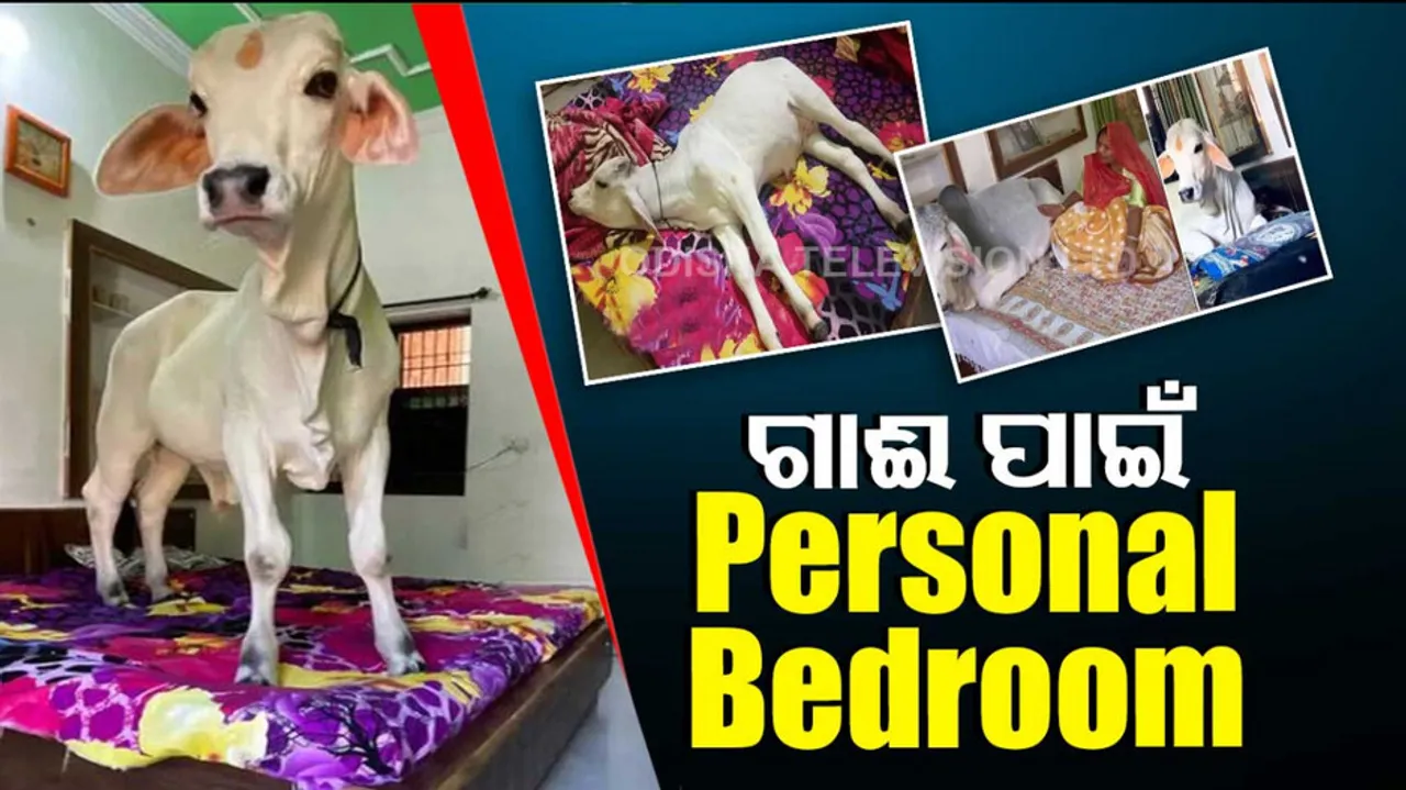 A separate room and bed for the cows no less than a nobleman watch photos