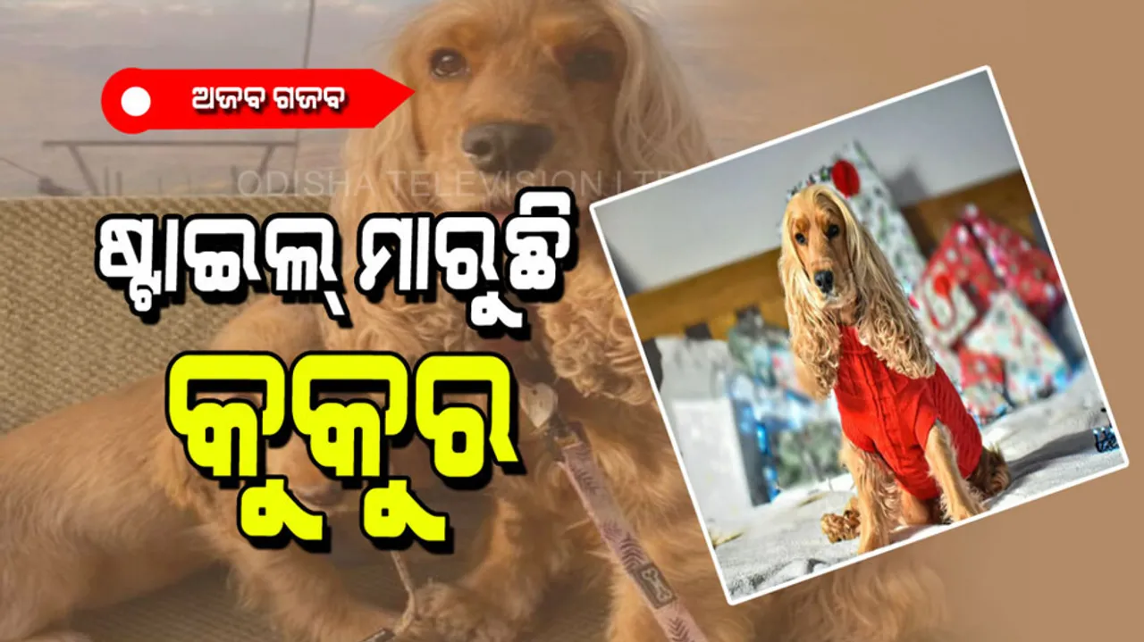 Dog has such luscious hair, people shocked