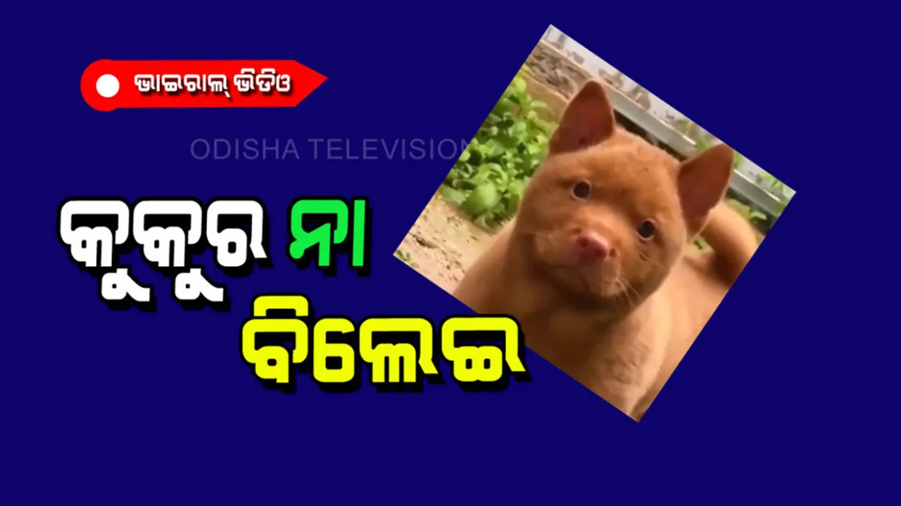 Is this a cat or a dog did you recognize