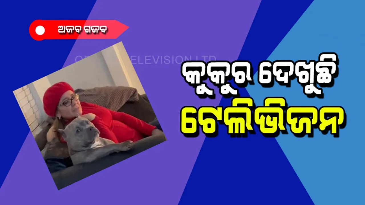 Dog loves watching television