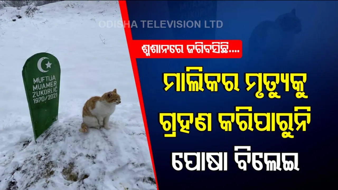 cat refuses to leave owner’s grave in Serbia 2 months after his funeral heartbreaking viral post