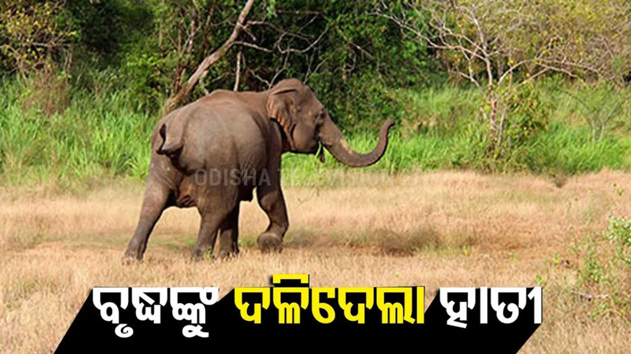 Old man Dead In Elephant Attack At Dhenkanal