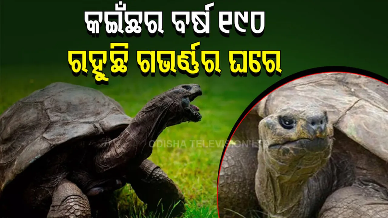 Longest living land animal on earth jonathan the tortoise