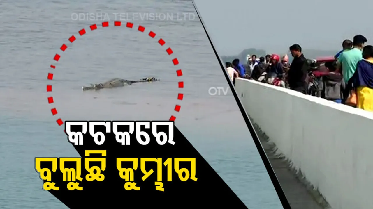 Locals spot gharial in cuttack