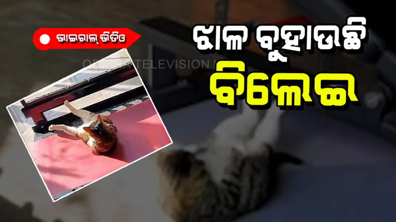 Cat was seen sweating in the gym