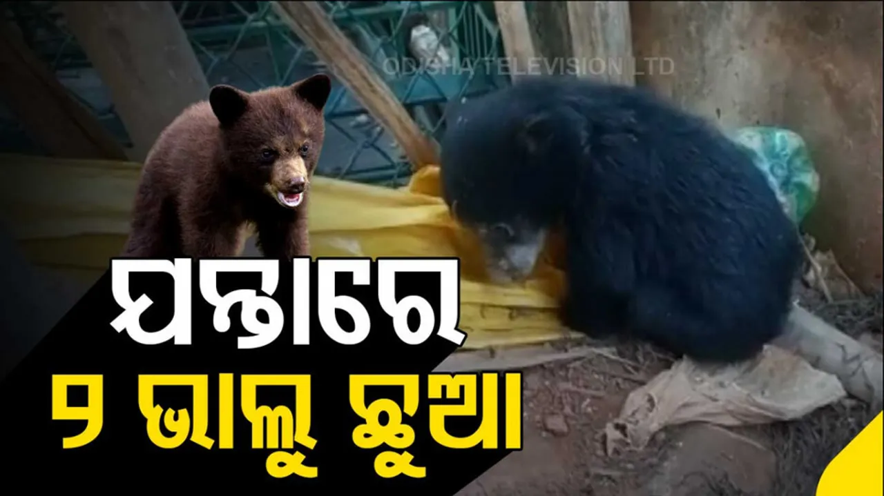 Two Bear Cubs Rescued In Nabarangpur