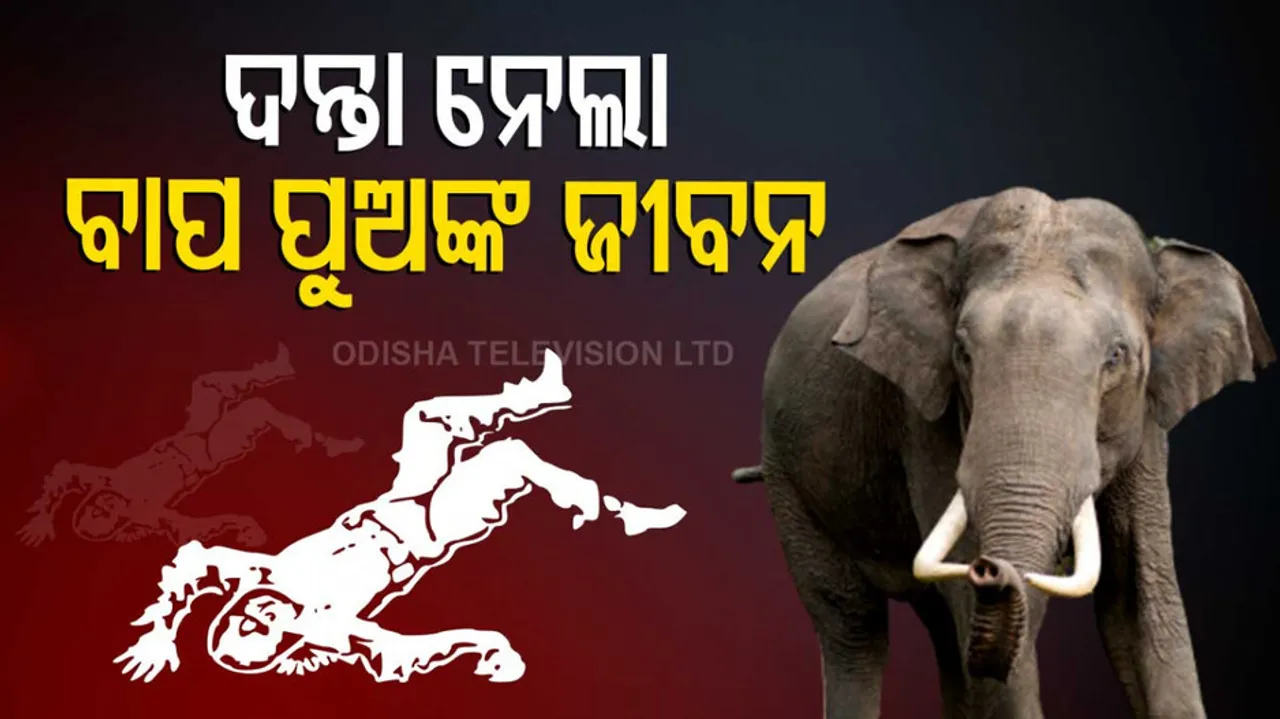 Elderly man killed in elephant attack in Dhenkanal