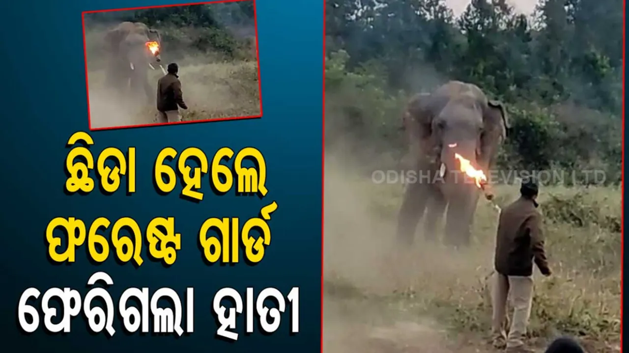  ଫରେଷ୍ଟଗାର୍ଡ ଚିତ୍ତରଞ୍ଜନ 