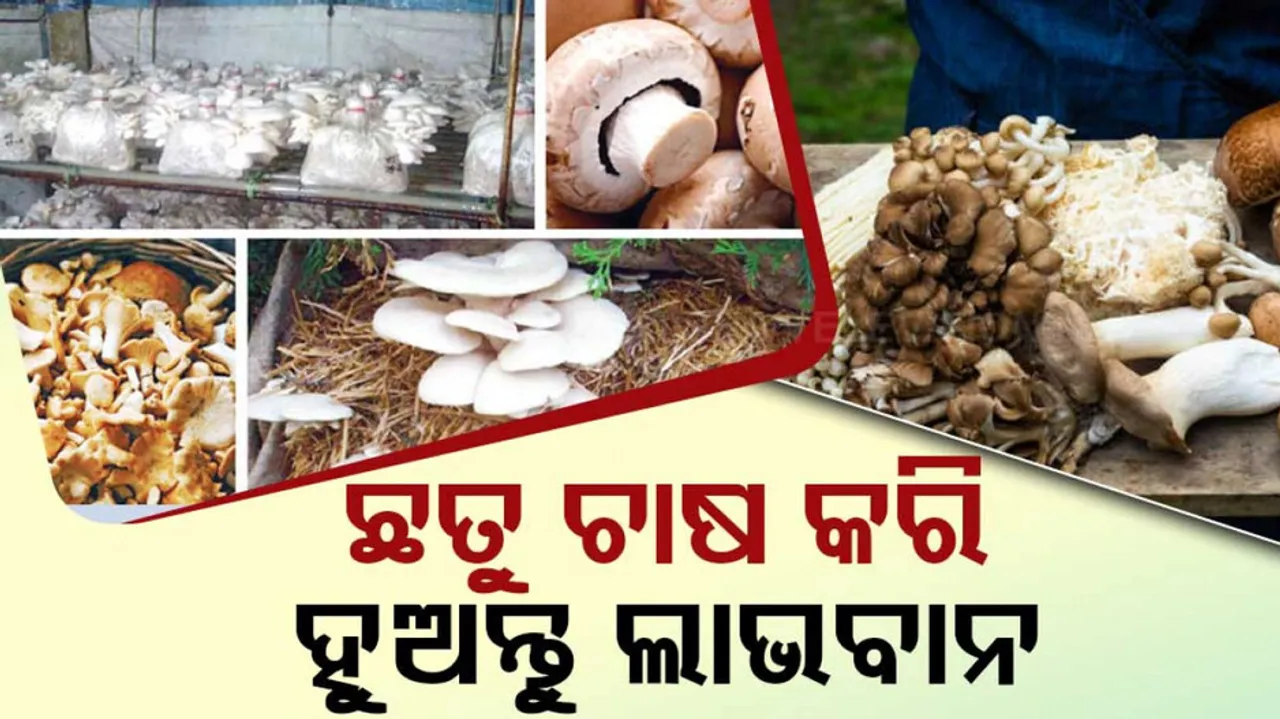  cultivating mushrooms for a small amount of money