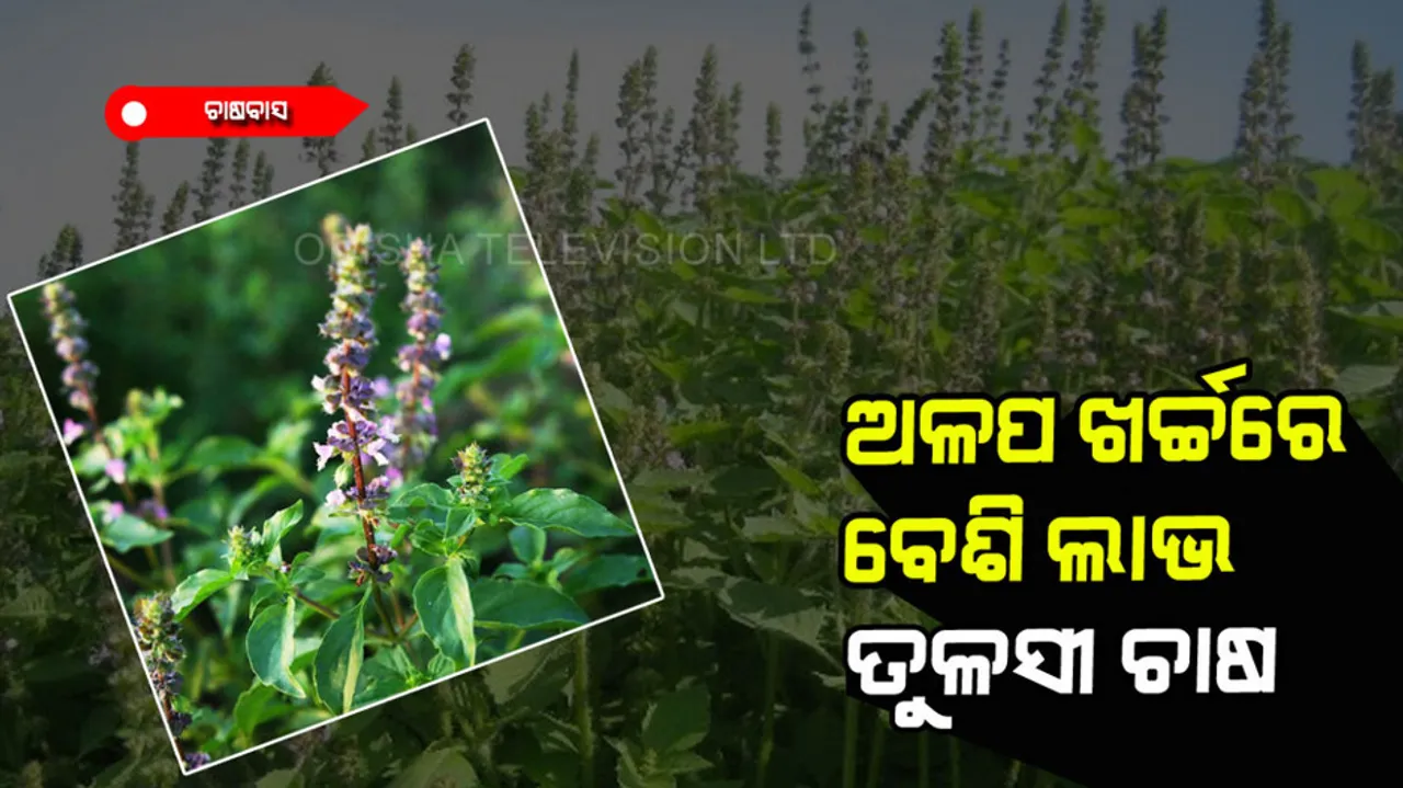 Tulsi crop yields more earnings less investment