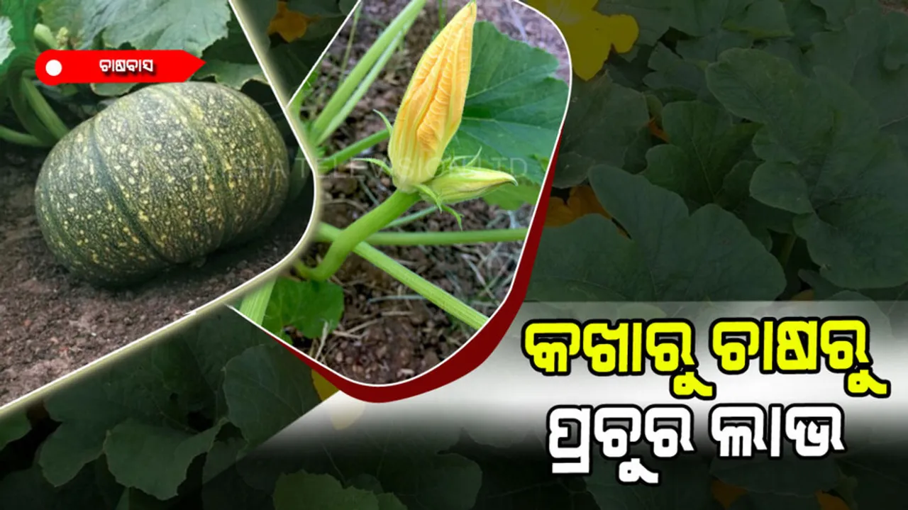 Large profits from pumpkin cultivation