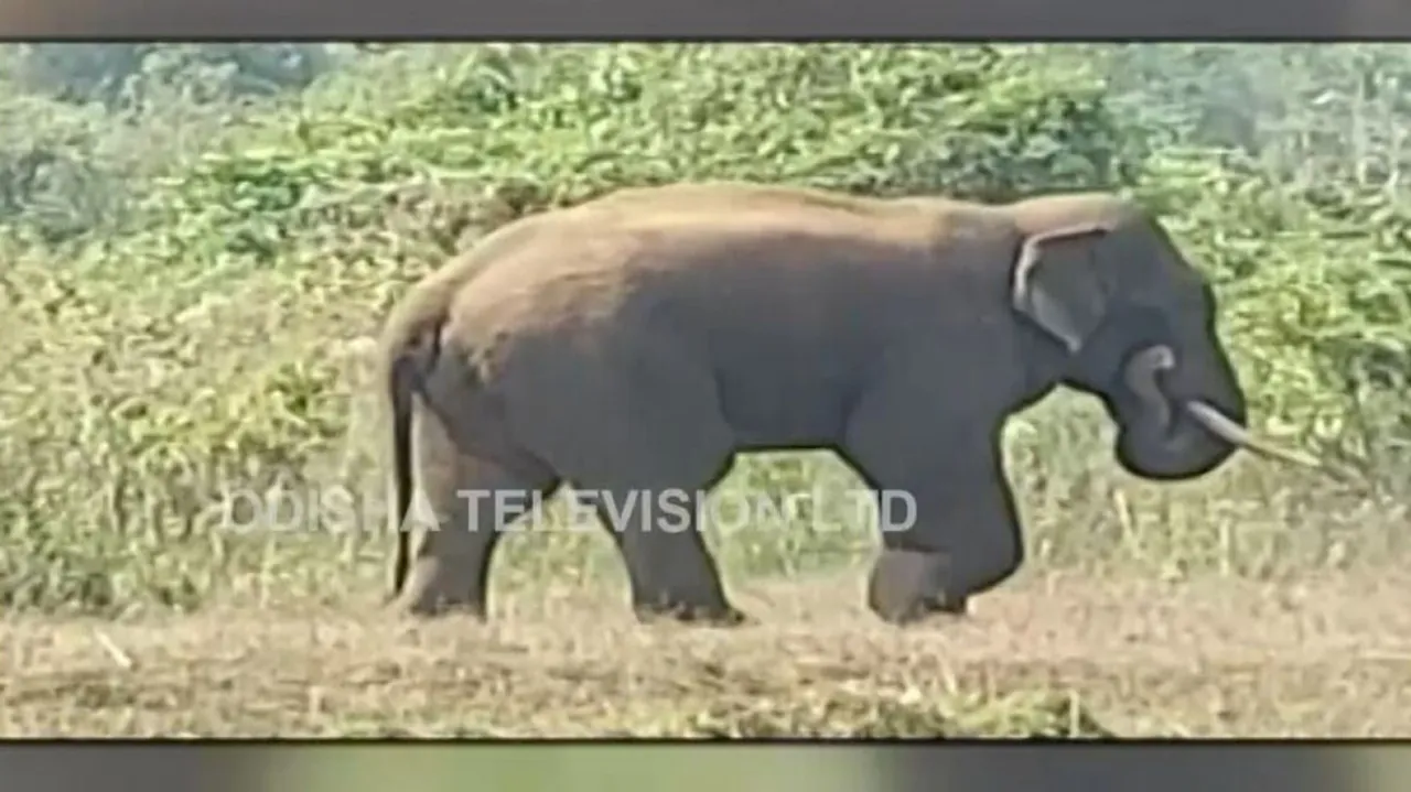 One man killed in Elephant attack