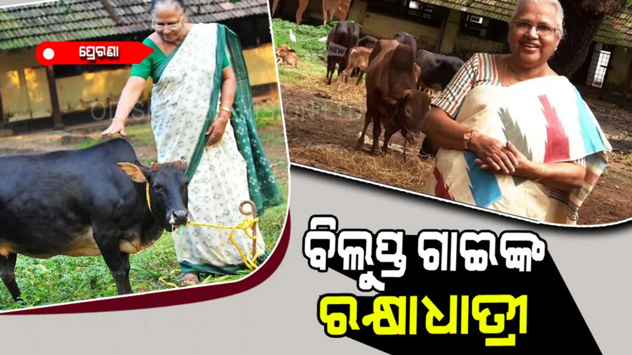Sosamma Iype found Padma Shri for saving vechur breed cows