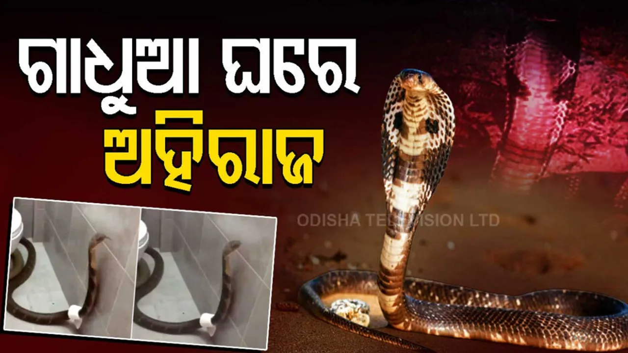 King Cobra Found Inside Bathroom