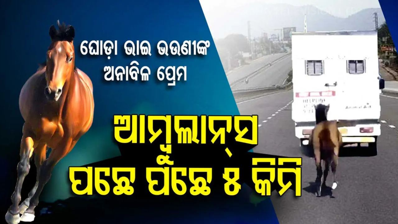 Horse Gallops For 5 Miles