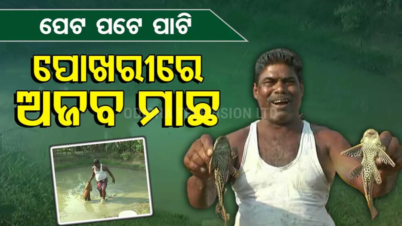 Rare Suckermouth Catfish Found At A Pond In Nimapada