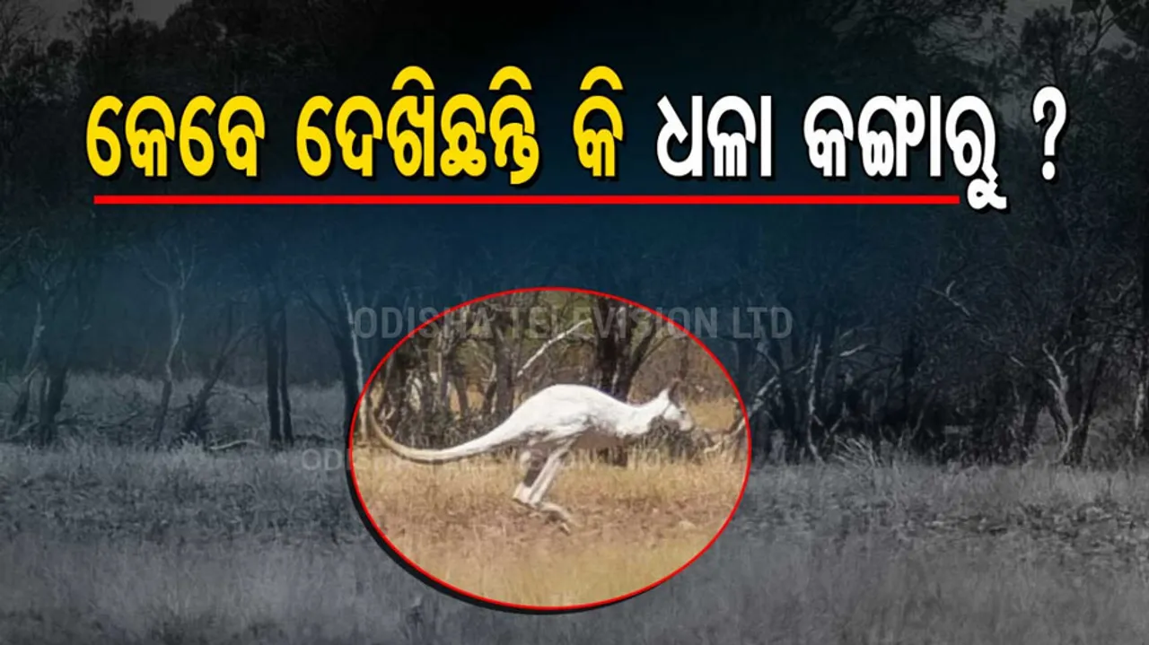 Rare white Kangaroo spotted in Australia, check out these PICS