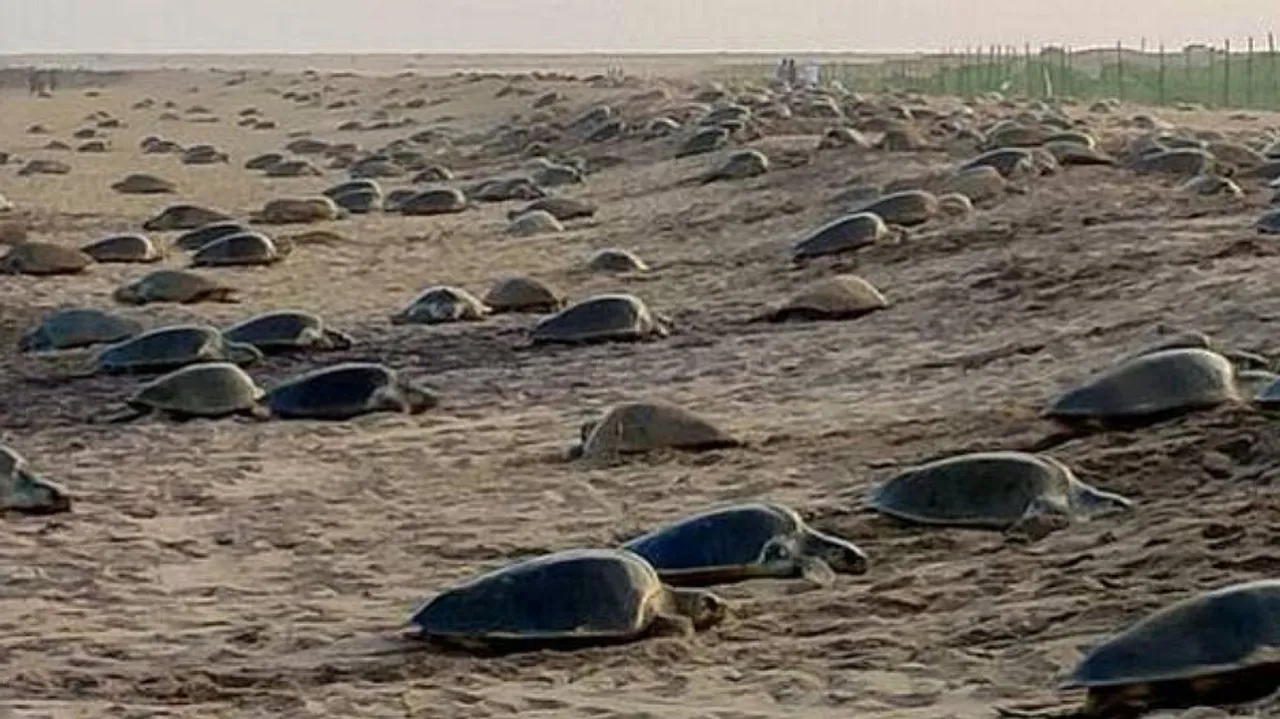 Olive Ridley Turtles