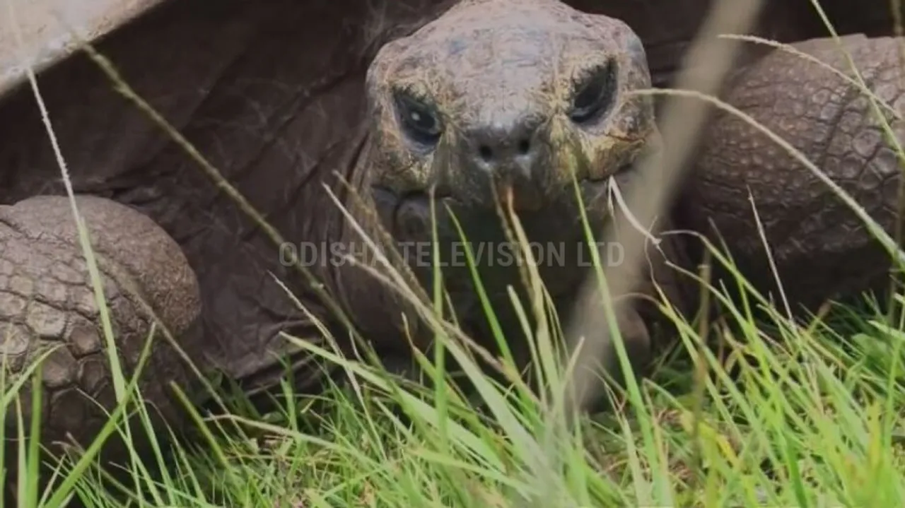 Born in 1832, oldest tortoise alive turns 190 in 2022