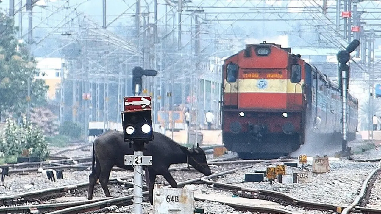 ଲାଇନ୍‌ ପାର ହେବା ବେଳେ ମାଡ଼ିଆସିଲା ଟ୍ରେନ୍ 