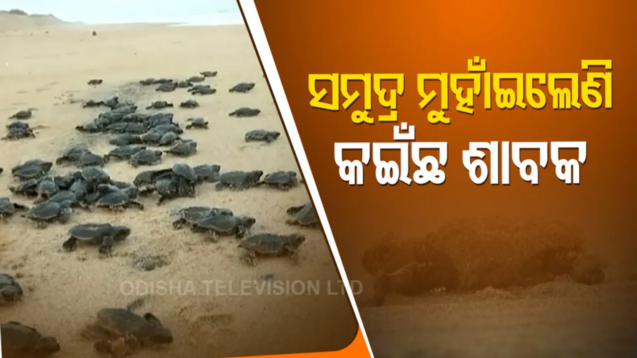 Olive Ridley Hatchlings Make Their Way To Sea in Konark
