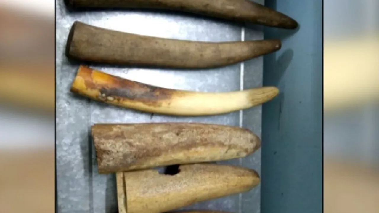 Elephant Tusks Seized
