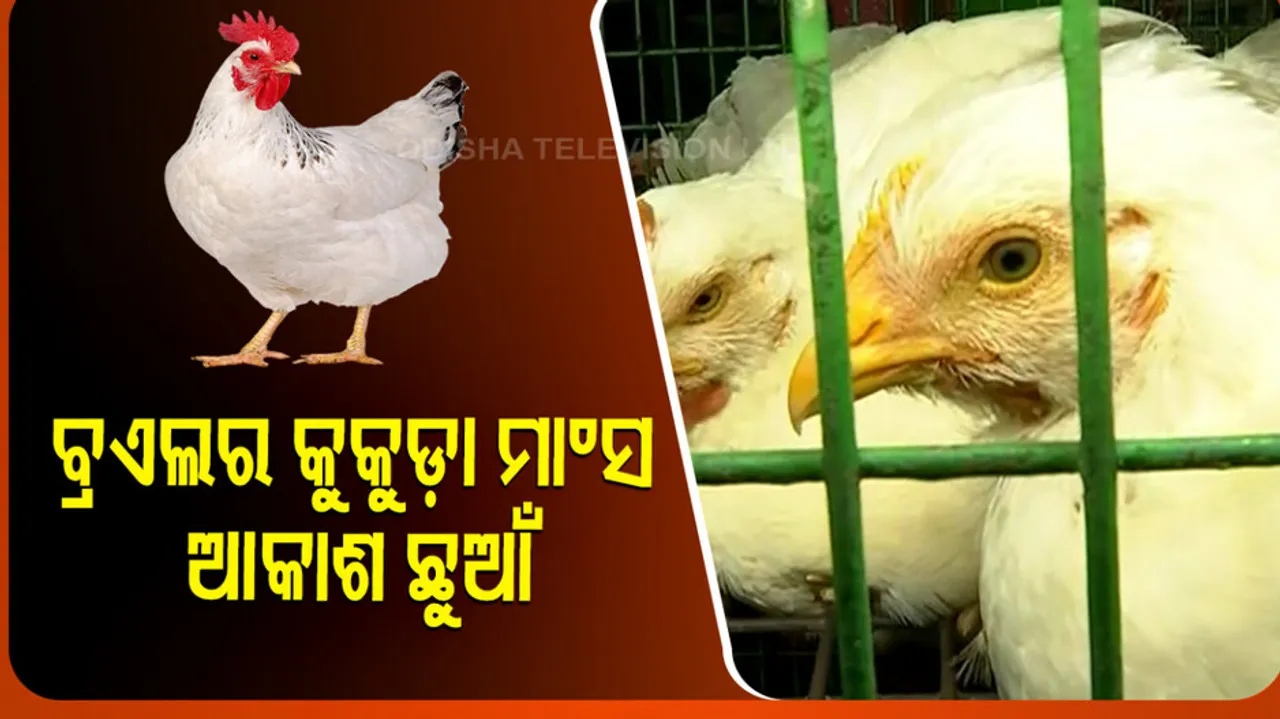 Chicken Price Skyrockets In Odisha
