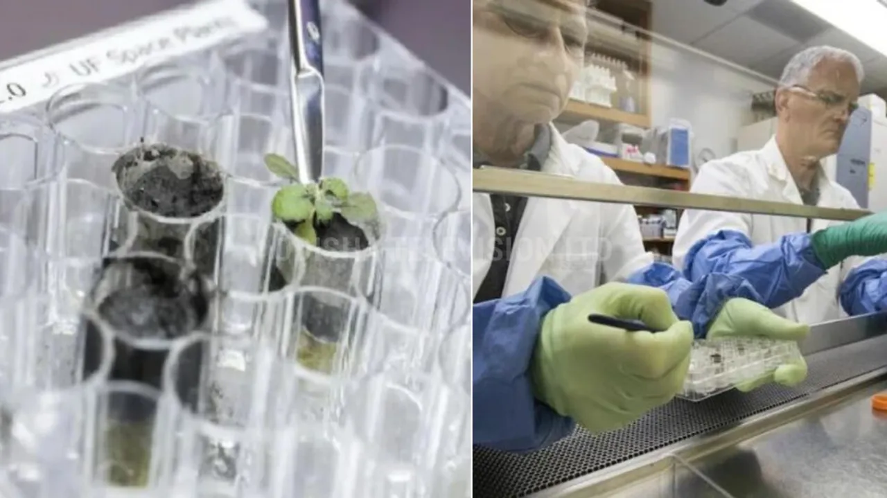 Nasa science news scientists grow plants in lunar dirt next stop moon