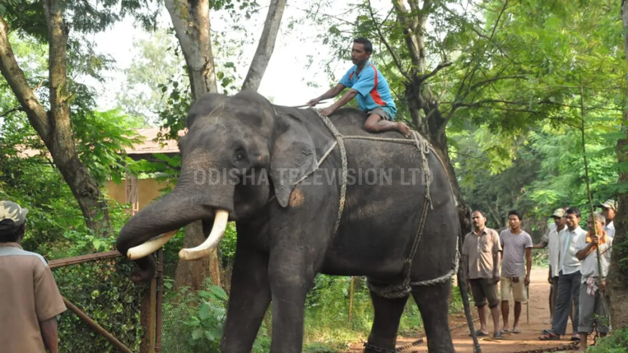 Elephant 'Nanda' of Nandankanan Zoo passes away in Chandaka