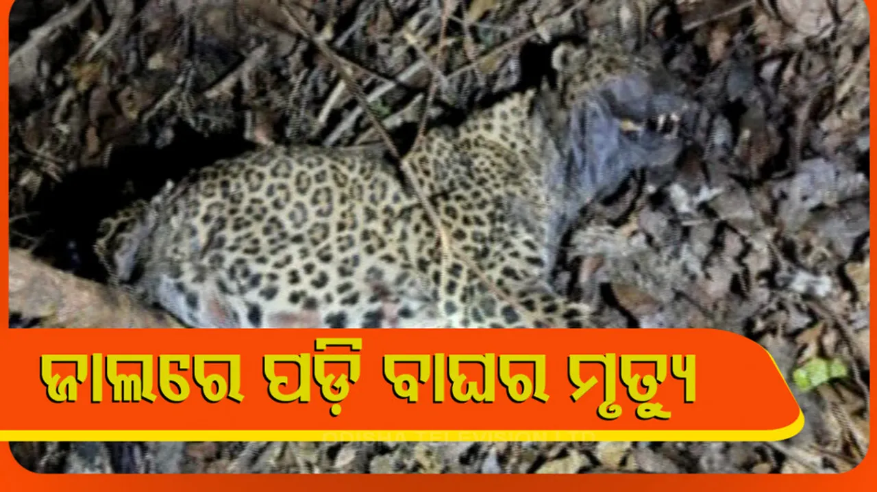 Leopard dead