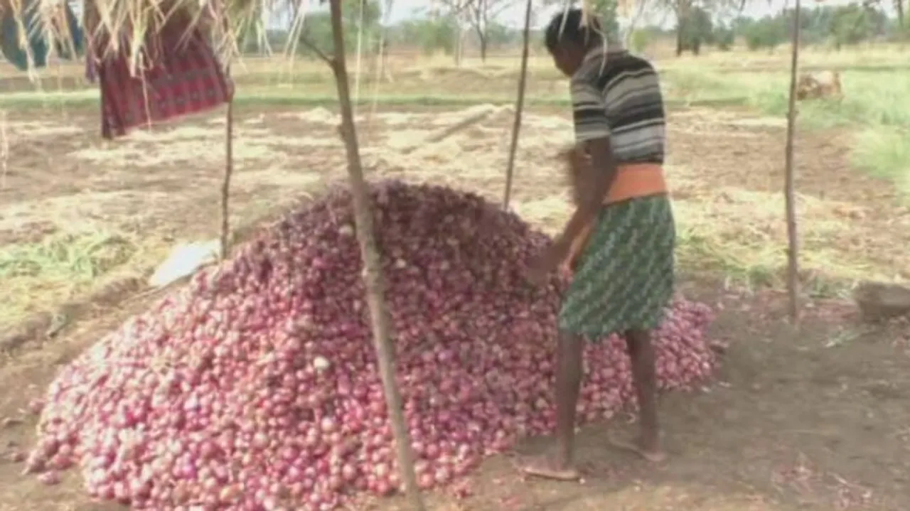 onion farmer