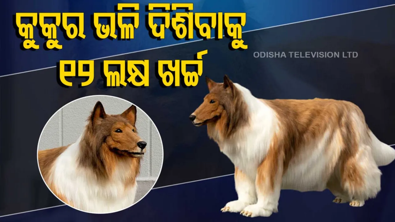 Japanese Man Spends Rs 12 Lakh To 