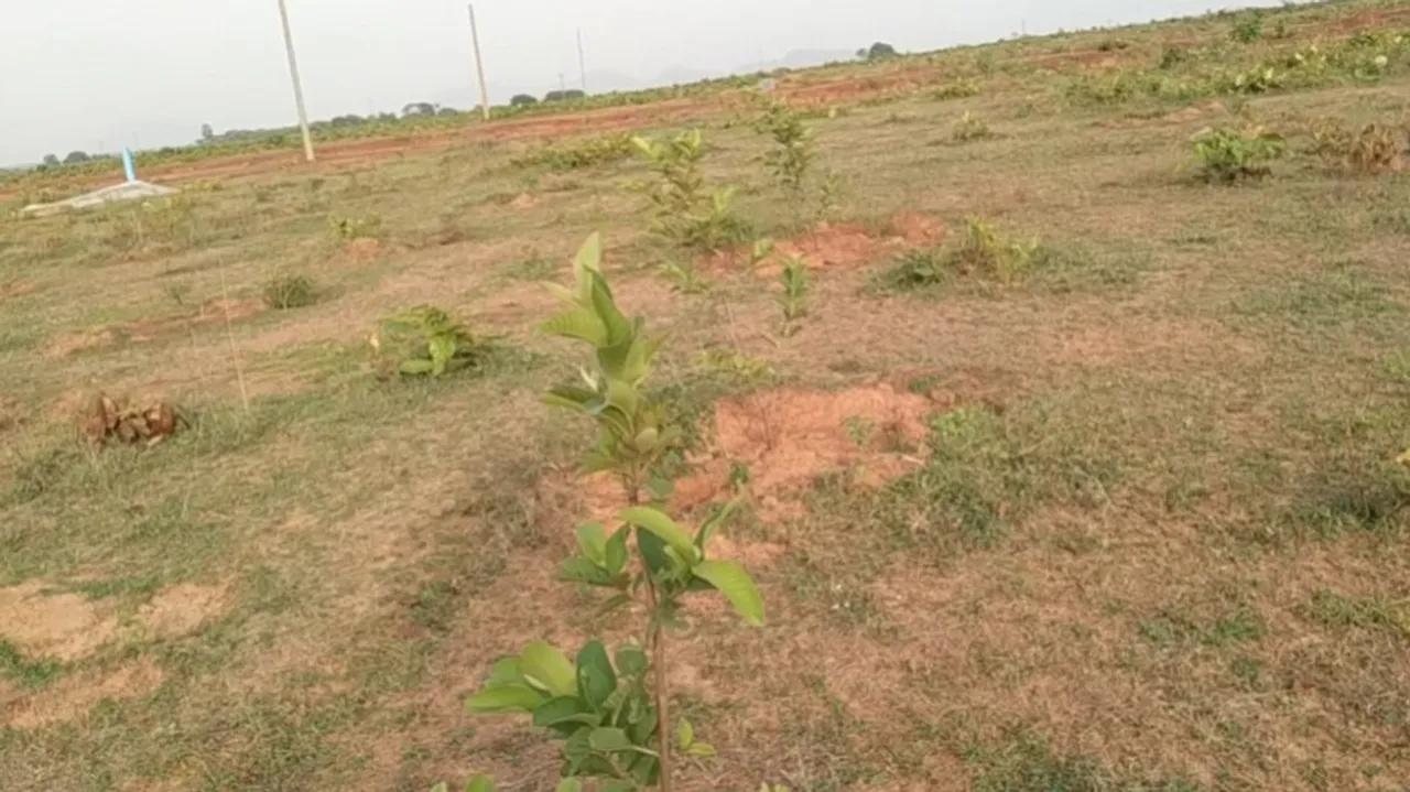 NGT slaps Rs 1 crore fine on Odisha govt 