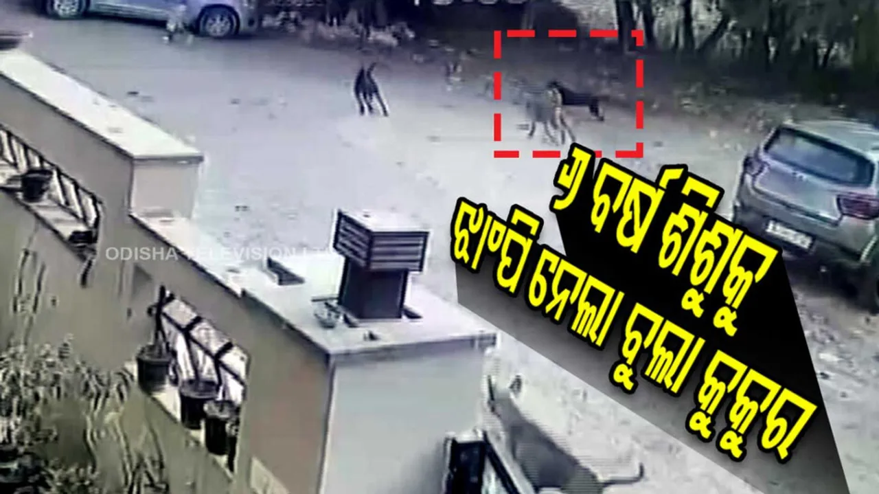 Pack of stray dogs maul child in Jaipur; video goes viral