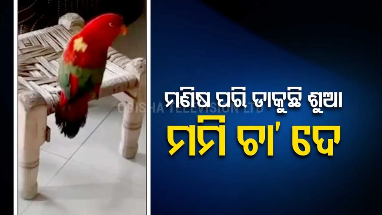  Parrot Calls Mummy Asking For Chai