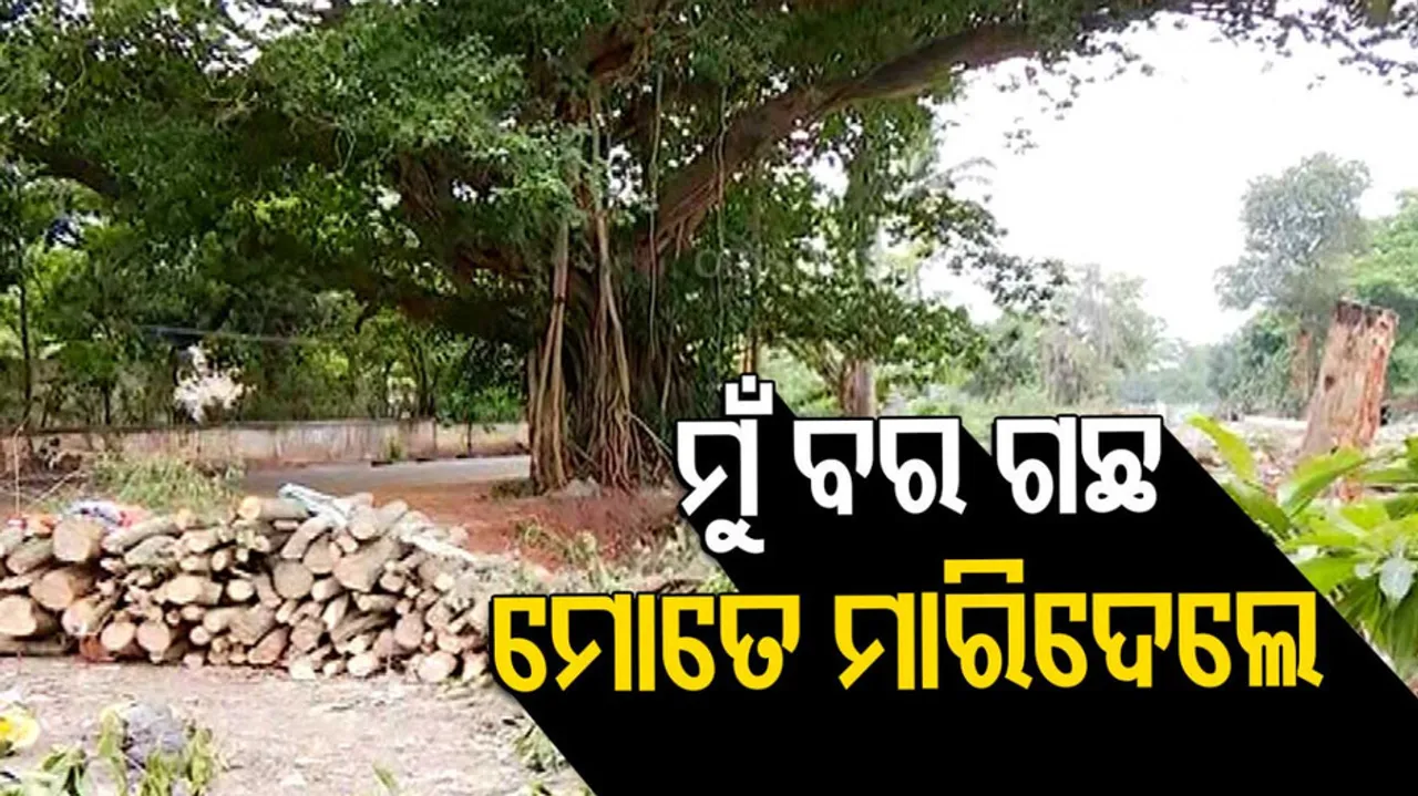 Hundreds of trees felled in Bhubaneswar